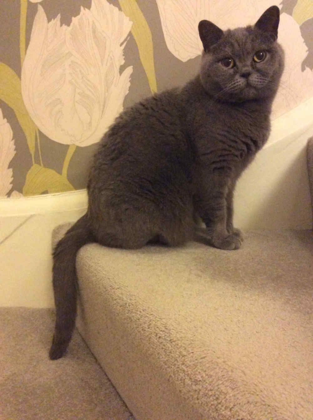 Fifi-The-Cat