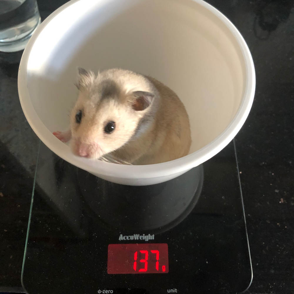 Hobbit-The-Hampster